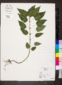 Urtica gracilis image