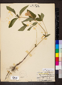 Ruellia strepens image