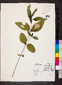 Ruellia strepens image