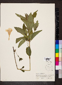 Ruellia strepens image