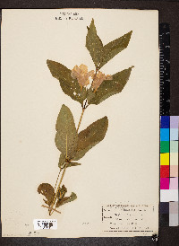 Ruellia strepens image