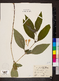 Ruellia strepens image
