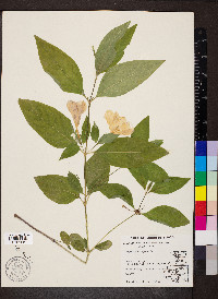 Ruellia strepens image
