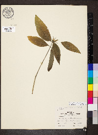 Ruellia caroliniensis image