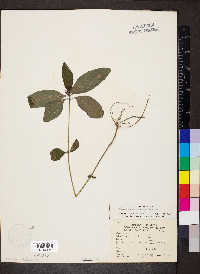 Ruellia caroliniensis image