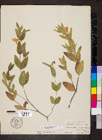 Ruellia caroliniensis image