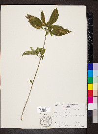 Ruellia caroliniensis subsp. ciliosa image