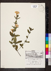 Ruellia caroliniensis image