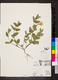 Ruellia humilis image
