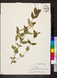 Ruellia humilis image