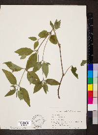 Ruellia pedunculata image