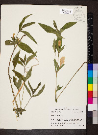 Ruellia strepens image