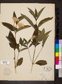 Ruellia strepens image