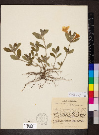 Ruellia geminiflora image