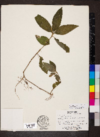 Ruellia harveyana image