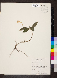Ruellia harveyana image