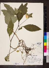 Ruellia matagalpae image