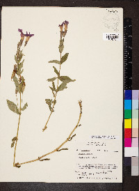 Erythranthe lewisii image