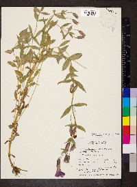 Erythranthe lewisii image