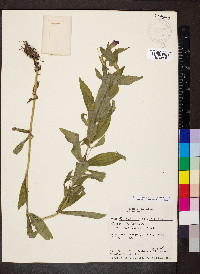 Erythranthe lewisii image