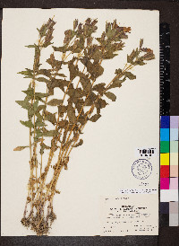 Erythranthe lewisii image