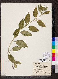 Mimulus alatus image