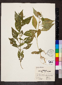 Mimulus alatus image