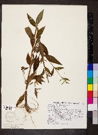 Mimulus alatus image