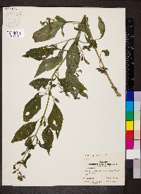 Mimulus alatus image