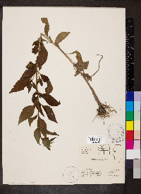 Mimulus alatus image