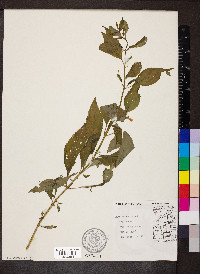 Mimulus alatus image