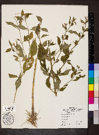 Mimulus alatus image