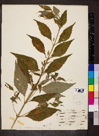 Mimulus alatus image