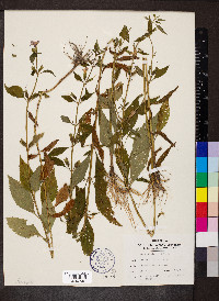 Mimulus alatus image
