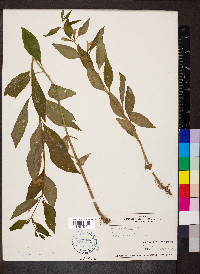 Mimulus alatus image