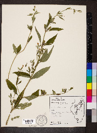 Mimulus alatus image