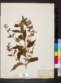 Mimulus alatus image