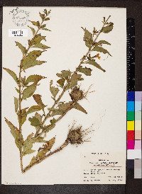 Mimulus alatus image