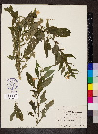 Mimulus alatus image