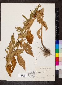 Mimulus alatus image