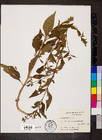 Mimulus alatus image