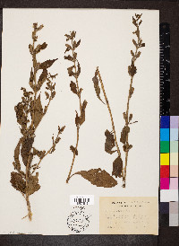 Mimulus alatus image