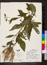 Mimulus alatus image
