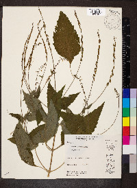 Phryma leptostachya image