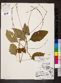 Phryma leptostachya image