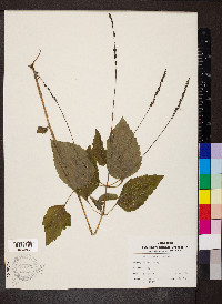 Phryma leptostachya image