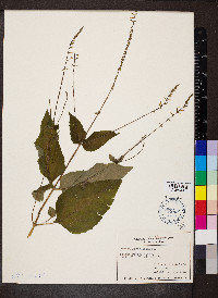 Phryma leptostachya image
