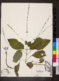 Phryma leptostachya image