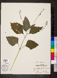 Phryma leptostachya image