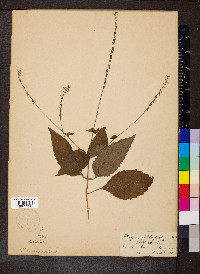 Phryma leptostachya image